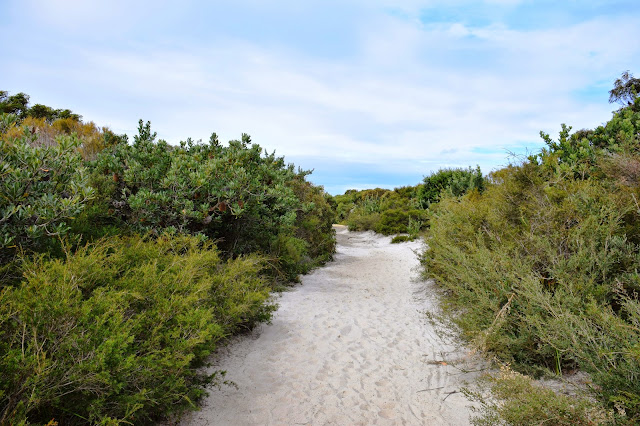 The Sydney Series: Royal National Park