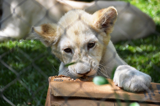 The Secret Garden of Siegfried & Roy