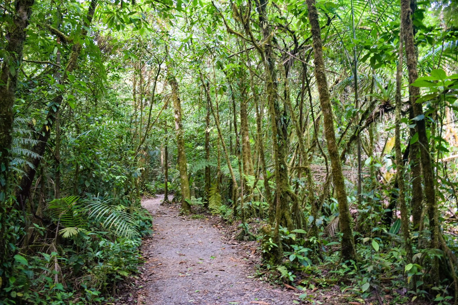 Finding Río Celeste