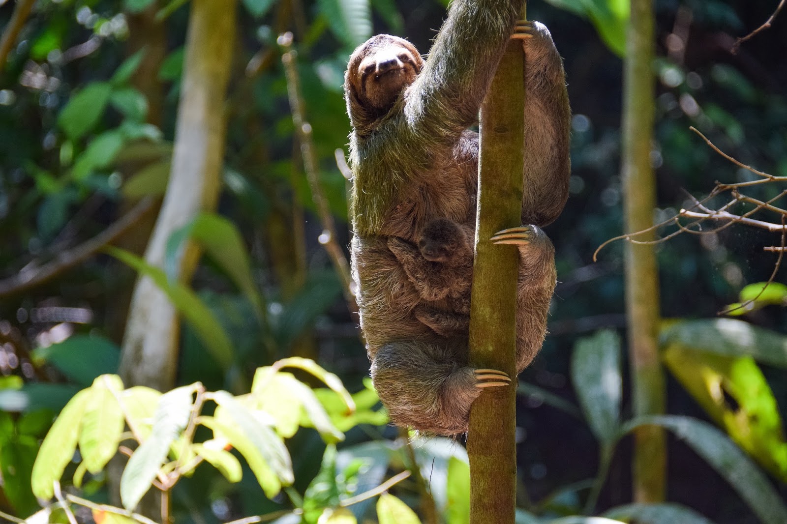 Sloth Hunting In Manuel Antonio