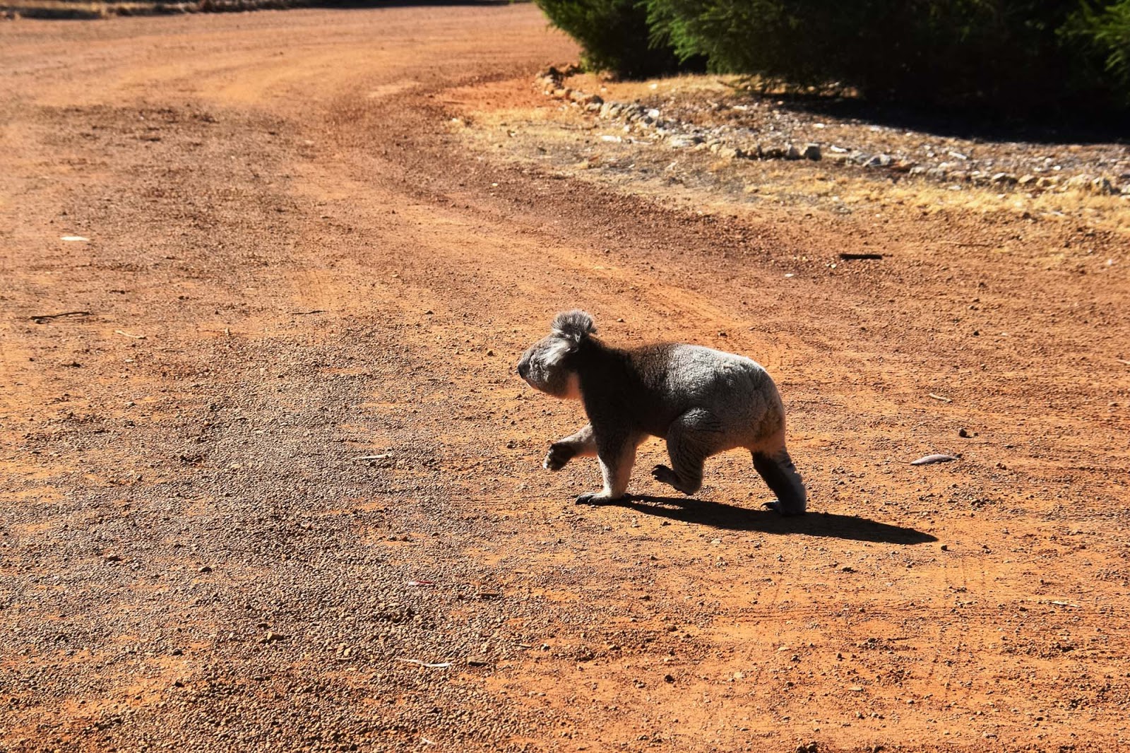 Why Did The Koala Cross The Road?